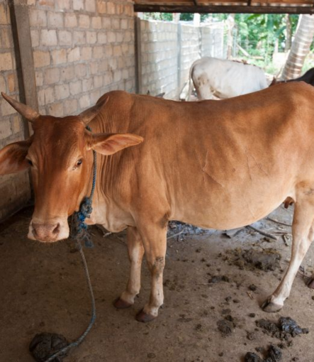 Donate for Gaushala in Delhi with SevaRoots Foundation