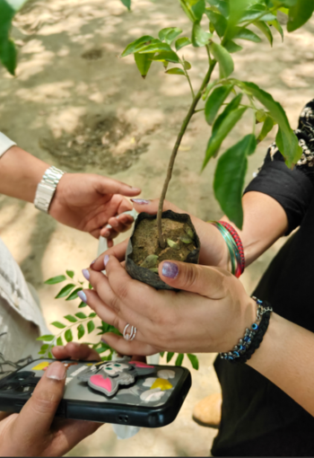 How to donate for tree plantation